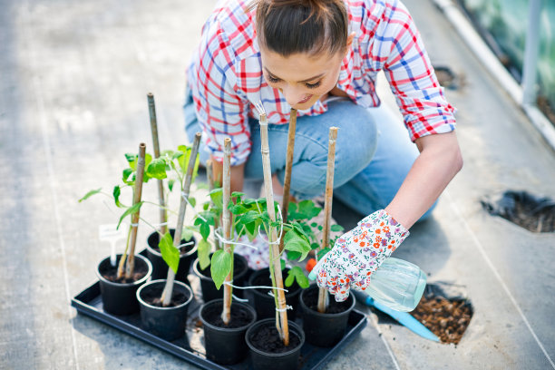 年轻的女园丁在温室里种植西红柿图片下载