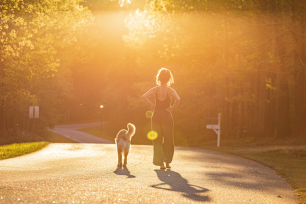 年轻女子与家庭宠物金毛猎犬散步在明亮的金色阳光图片下载