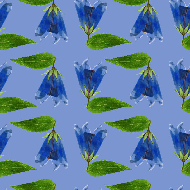 蓝铃,风铃草,风铃草属植物。插图，花的纹理。连续复制的无缝模式。花卉背景，照片拼贴纺织品，棉织物。用于墙纸、封面、印刷品。图片下载