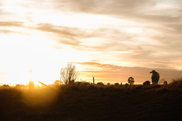 太阳从山上升起，有一头牛的剪影图片下载