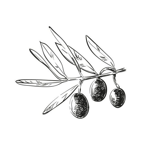 橄榄和树叶手拉近橄榄图片下载