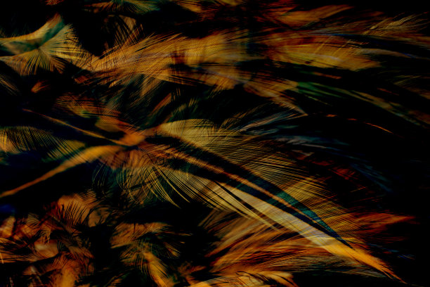 美丽的深色色调野鸡羽毛图案纹理背景装饰设计壁纸等图片下载