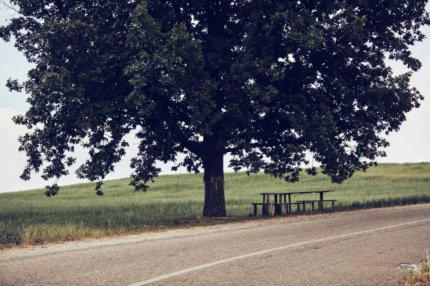 空旷的郊区道路上长着一棵大橡树。图片下载