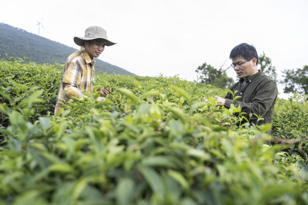 两个男性农民在一个有机茶园采茶图片下载