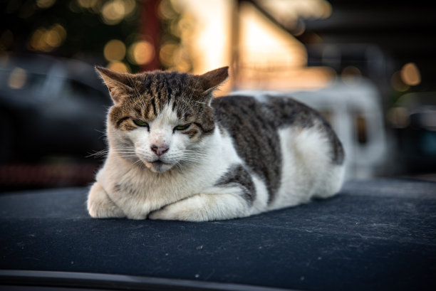 在阳光明媚的夜晚，猫在敞篷屋顶上瑟瑟发抖。图片下载