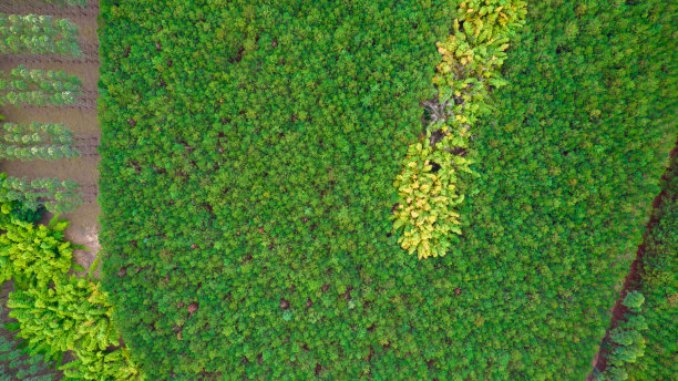 巴西圣保罗农场种植桉树和大豆树航拍图片下载