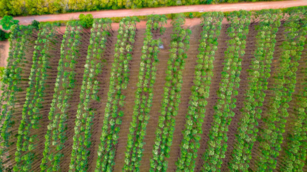 巴西圣保罗农场种植桉树和大豆树航拍图片下载