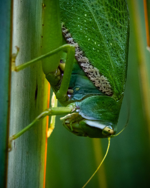 蚱蜢脸站在绿色植物上的特写照片图片下载
