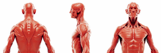 人体肌肉系统的三维渲染，详细视图图片下载
