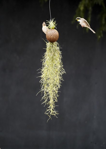 野鸟为食物而战。图片下载