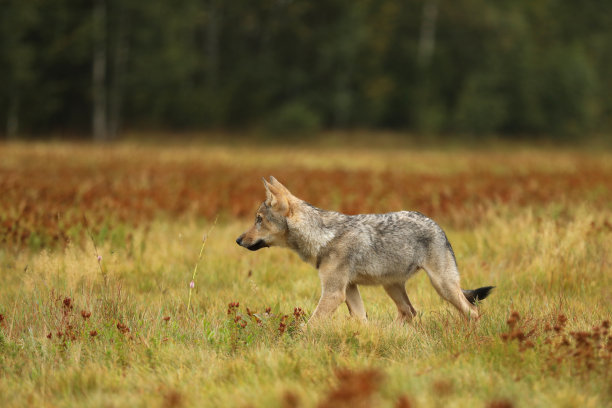 来自芬兰的狼。在夏季清晨的光线下，草地上灰色的狼， Canis lupus图片下载