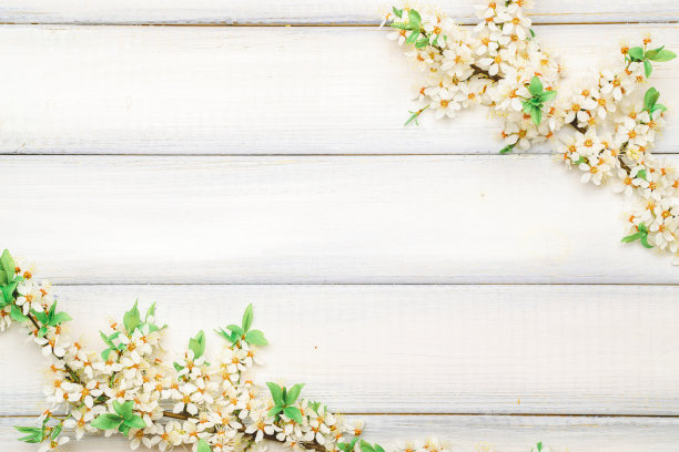 樱花盛开的花朵和五月的大自然在木制的背景。在背景上开花的樱桃枝。副本的空间。图片下载