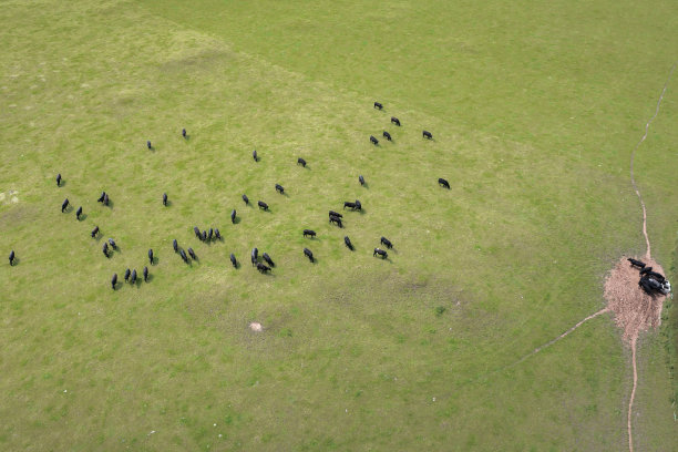 肉牛放牧的高角度鸟瞰图图片下载