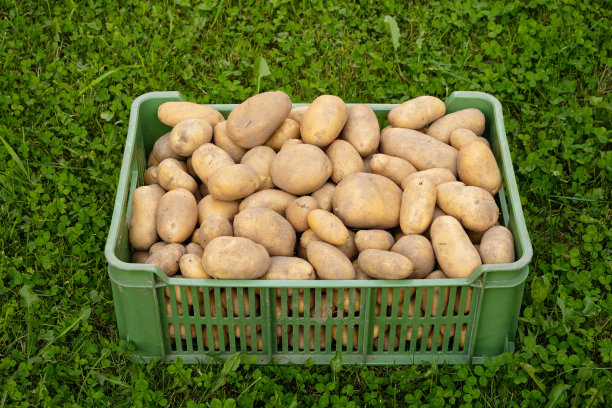一堆新收获和洗净的土豆放在塑料盒里，放在草地上。图片下载
