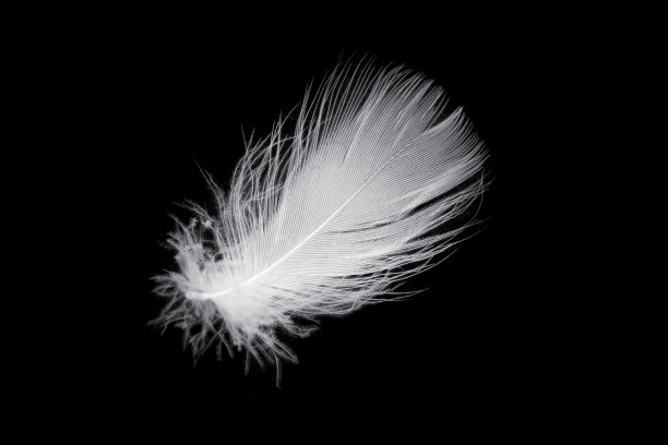 黑色背景下鹅的白色羽毛图片下载