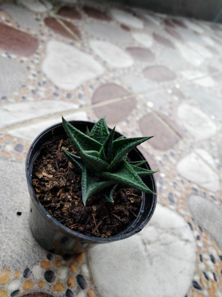 多汁的锋利图片下载