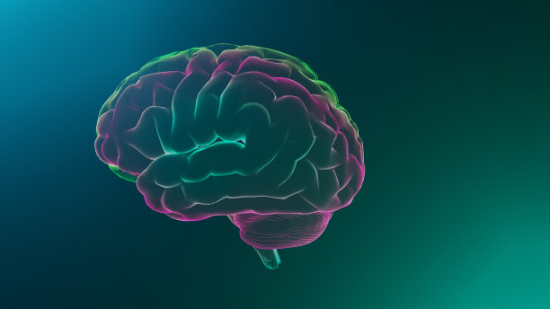 人类大脑全息图。人体器官透明3D模型。图片下载