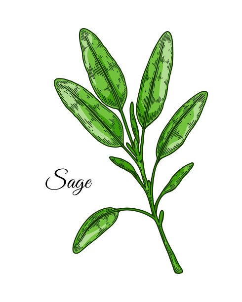 手绘鼠尾草枝。矢量插图在彩色素描风格图片下载