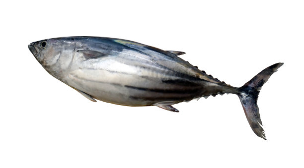 白色背景下的大而肥的鲣鱼。图片下载
