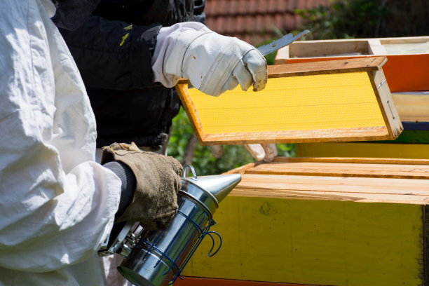 阳光明媚的春日，养蜂人抱着空的蜂房图片下载