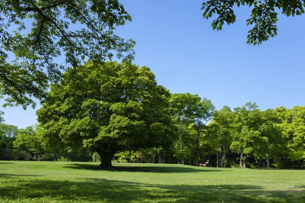 公园的树图片下载