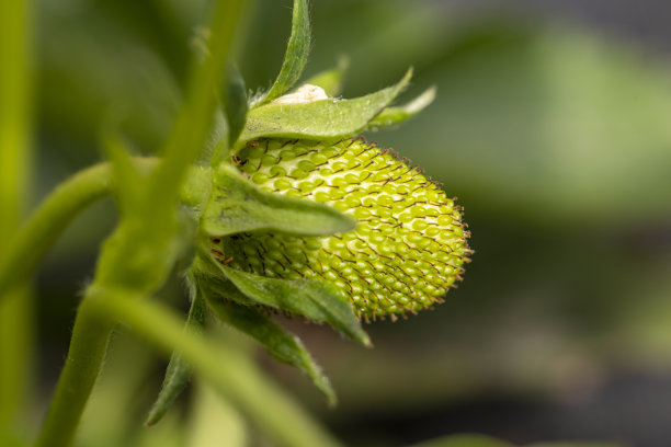 农场里的草莓，特写。智能农业、农场、科技概念图片下载