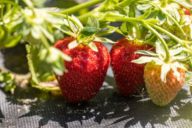 农业背景以新收获的甘甜新鲜的户外红熟可口的草莓，生长在户外土壤中图片下载