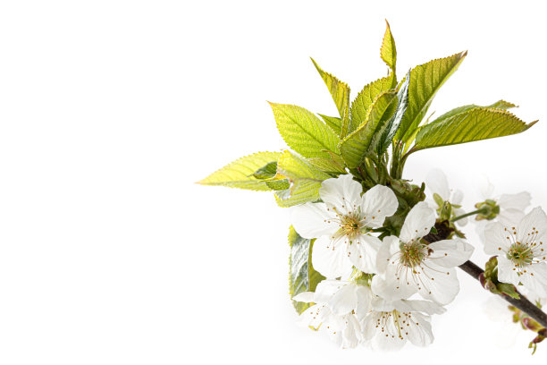 特写的孤立的分枝与白色的樱花在白色的背景，prunus图片下载