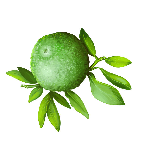 柑橘或圆石灰孤立数字艺术插图。水彩绿柠檬，原产于澳大利亚的香橼排毒水果。有澳洲柑橘香气的植物，枝干翠绿图片下载