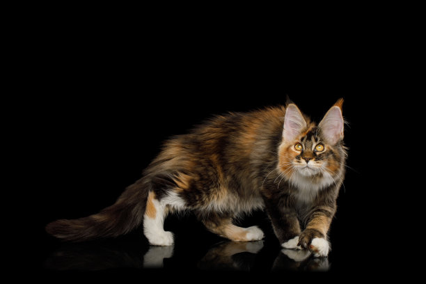 好玩的缅因猫孤立在黑色背景图片下载