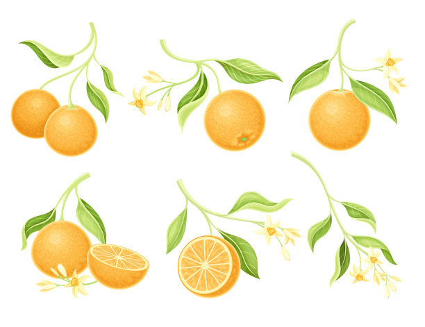 橘红色的树枝上开满了成熟的花朵图片下载