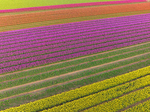 春天，从上面看郁金香在农田里生长图片下载