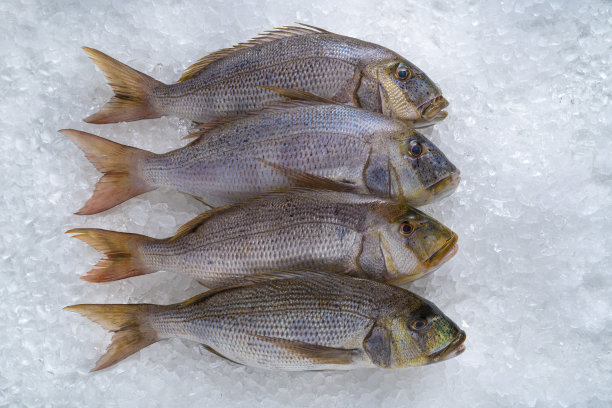 在一排孤立的冰背景下的普通鱼群的翅螨科如海鲷和鲷图片下载