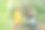 父亲在生态温室里教小女儿关心有机植物，可持续的生活方式。图片下载