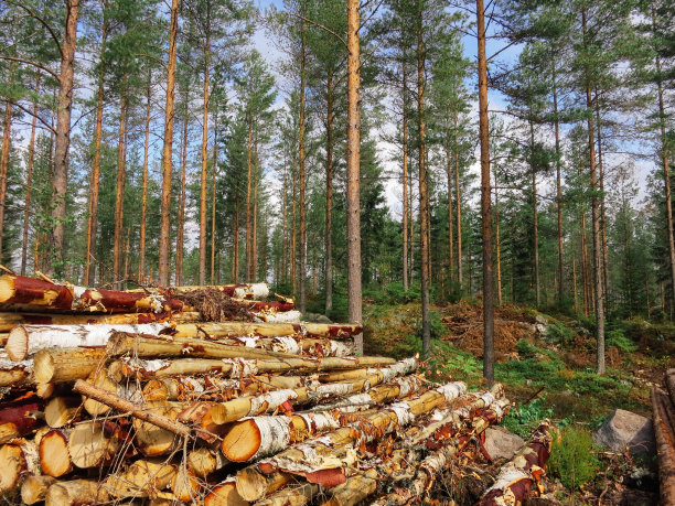森林工业木材木材采伐芬兰图片下载
