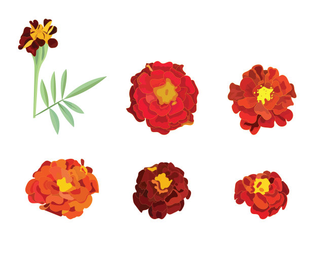 橙色的金盏花是墨西哥节日的象征图片下载