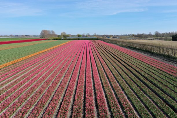 全景照片的荷兰花卉景观在春天图片下载