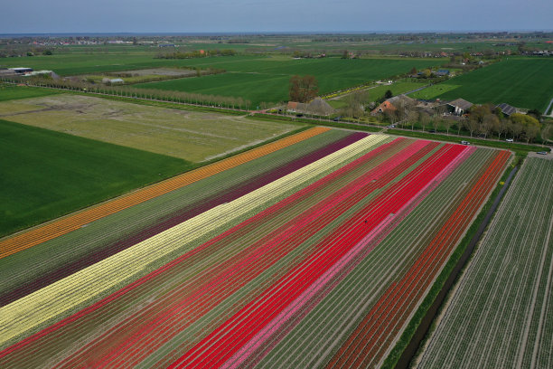 全景照片的荷兰花卉景观在春天图片下载