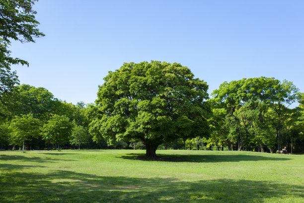 公园的树图片下载