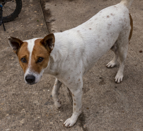 特写照片狗与一个白色的身体与棕色的脸。图片下载