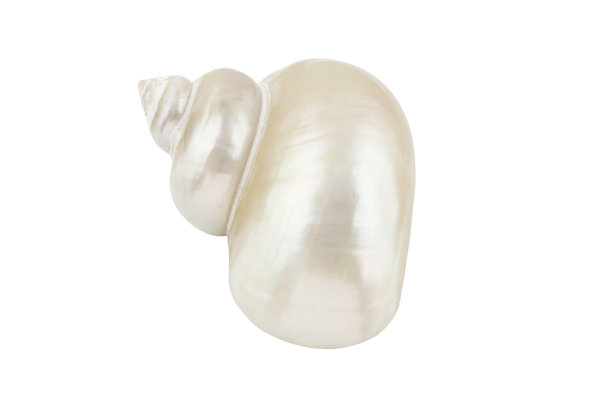 白色的珍珠贝壳图片下载