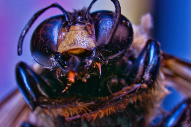 木匠蜜蜂图片下载