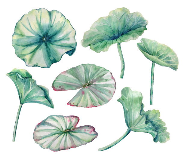 荷叶和睡莲叶的水彩元素。图片下载