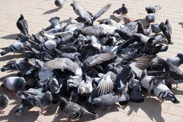 一群灰鸽子在城市的人行道上图片下载