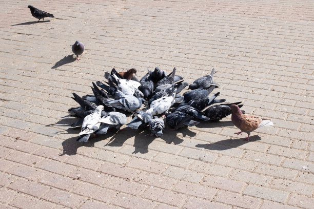 一群灰鸽子在城市的人行道上图片下载