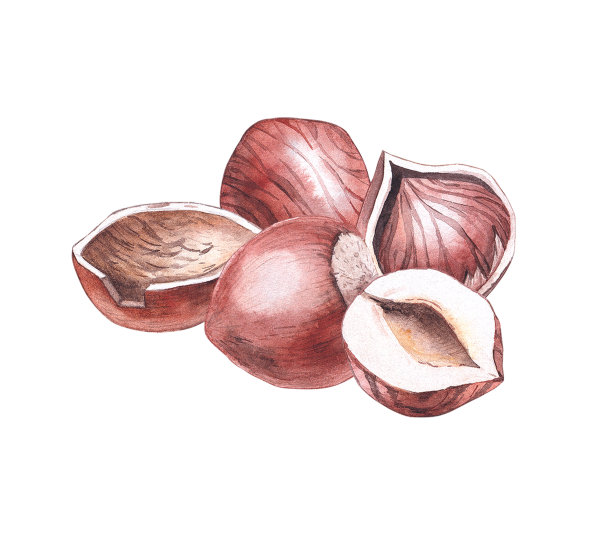 手绘水彩组成的榛子图片下载