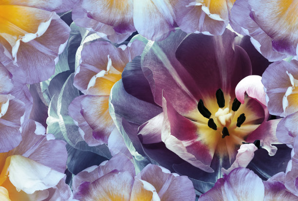 紫色郁金香花。花春背景。特写镜头。大自然。图片下载