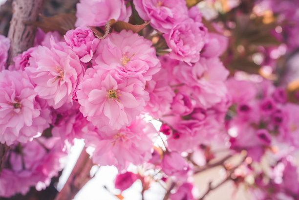 春天盛开的樱桃树。樱花樱花。图片下载