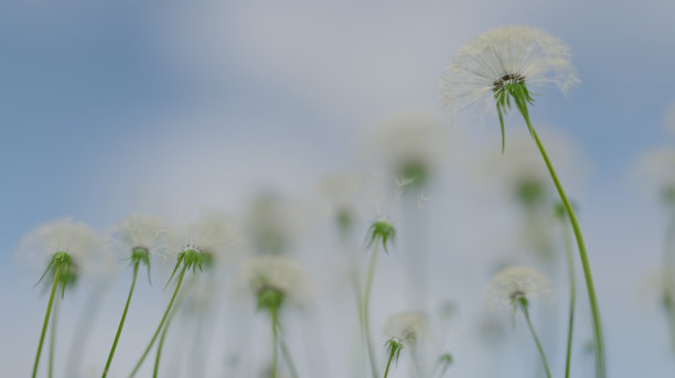 蒲公英的花朵在蓝天下绽放图片下载