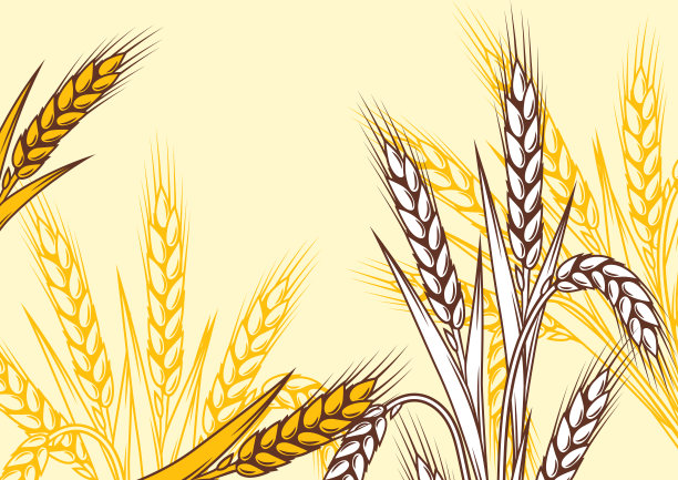 背景与小麦。带有天然大麦或黑麦穗的农业形象。图片下载